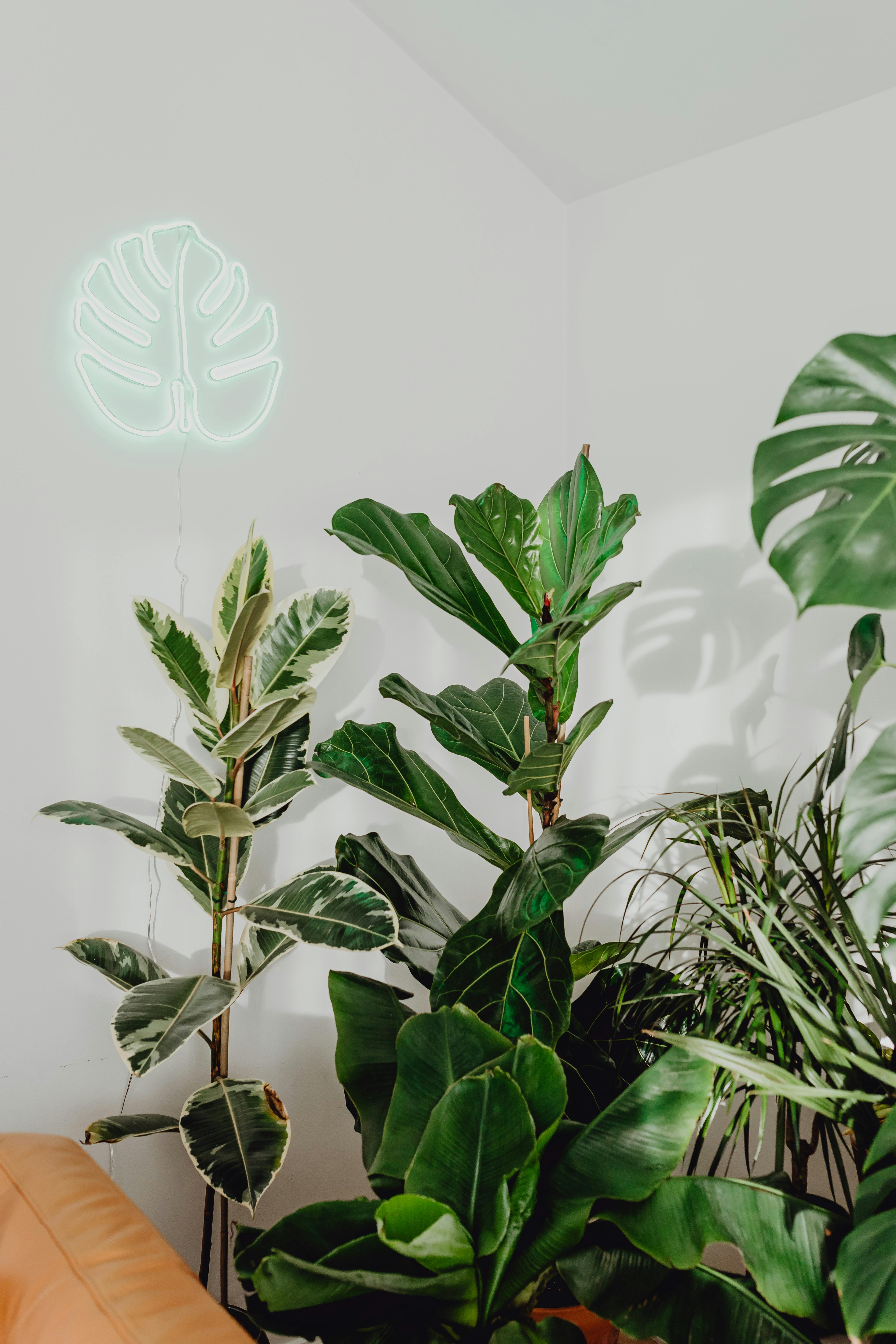 Peace Lily